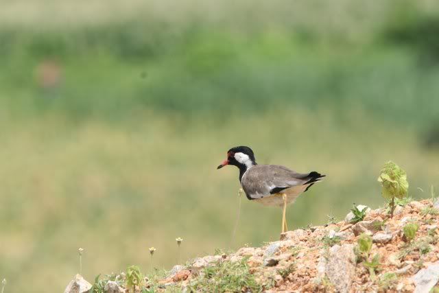 red wattled lapwing 100910