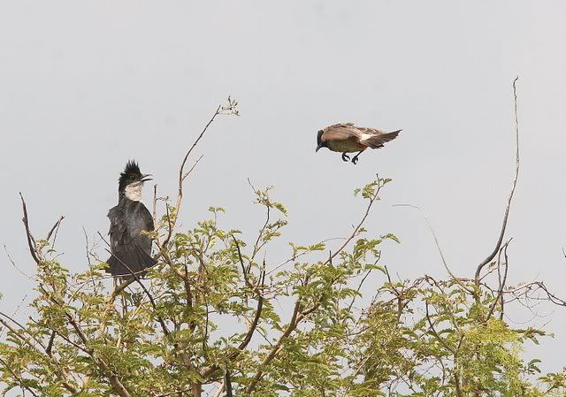 pied cuckoo and red v bulbul 110910