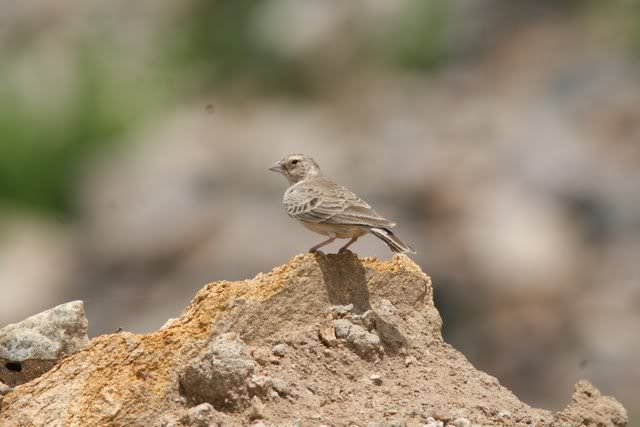 ashy crowned sparrow lark female 100910