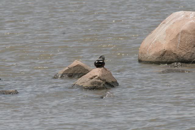 spot-tailed duck 100910