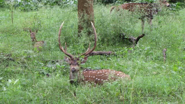 chital stag 210710