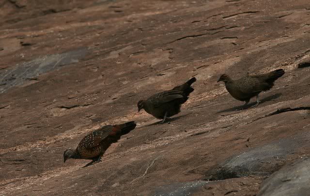 painted spurfowl daroji 100910