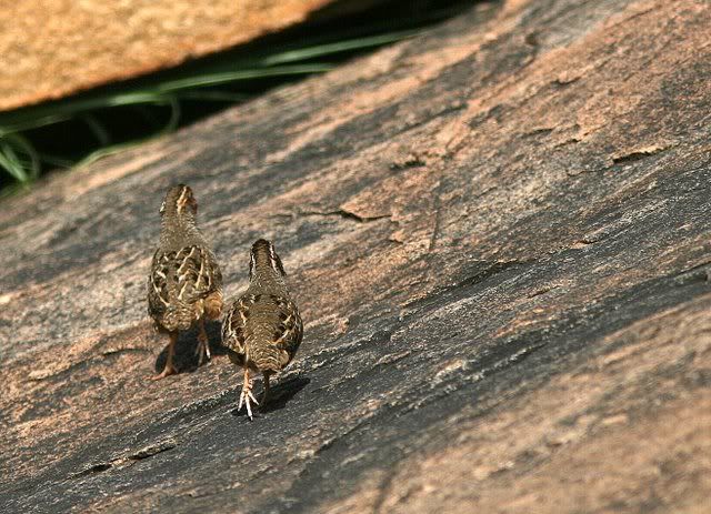 jungle bush quail 100910