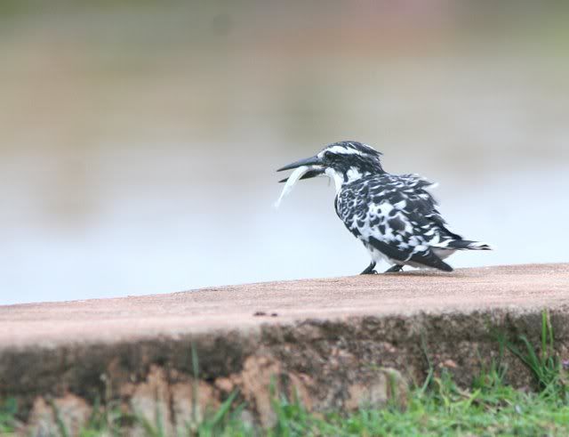 pied kingfisher with catch 110910