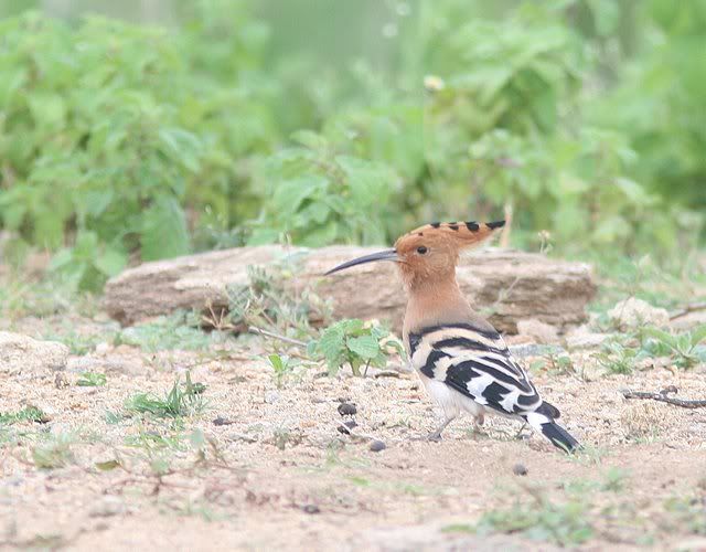 hoopoe 100910