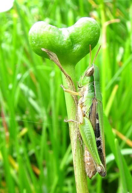 grasshopper 210710