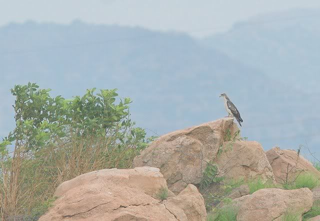 bonnelli's eagle 100910