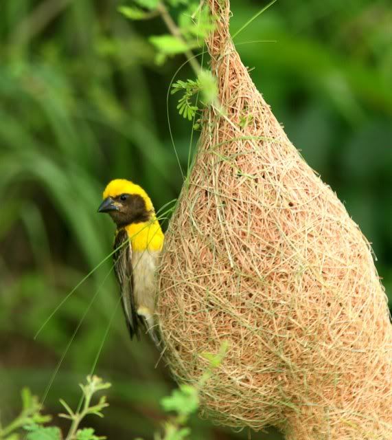 baya weaver on nest 120910