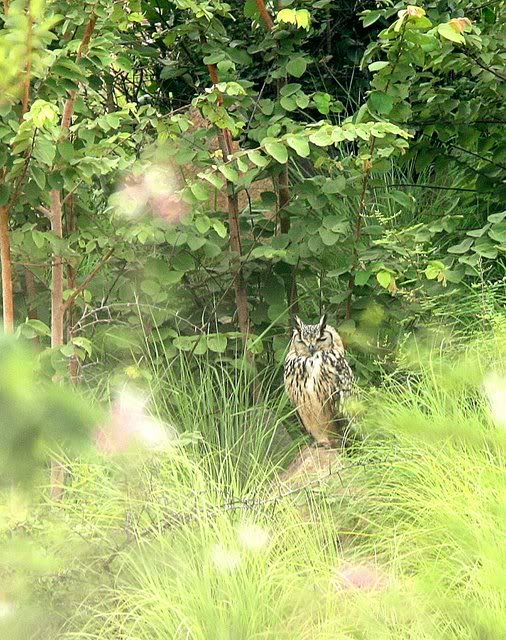 rock eagle owl 100910