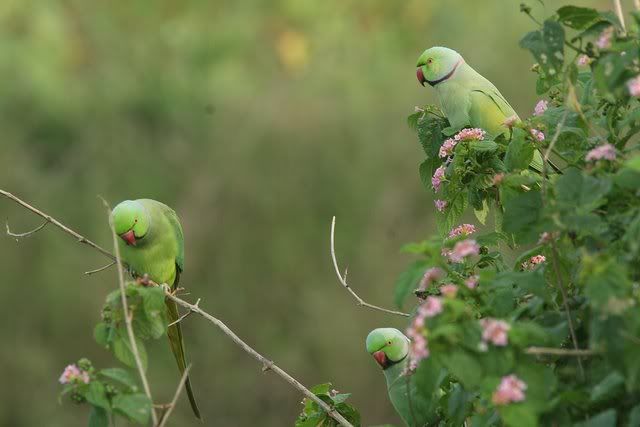 birds