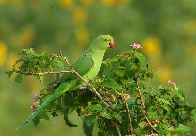 birds