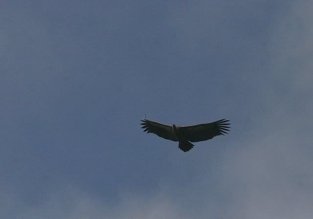 long-billed vulture 191010