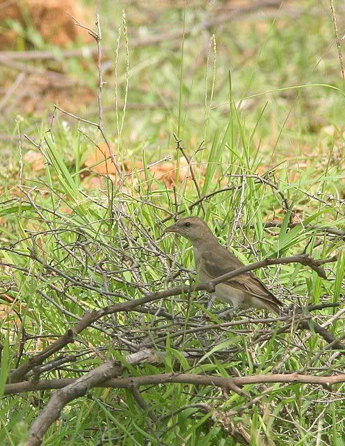 chestnut-shouldered petronia 120910