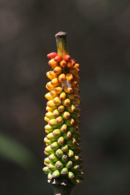 fruiting body 191010