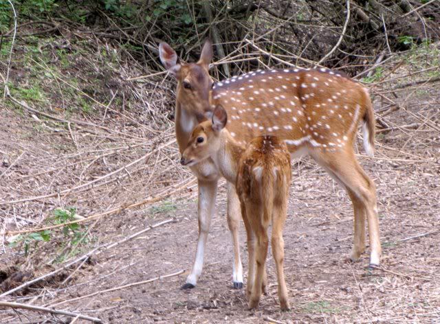 chital doe and fawn 210710