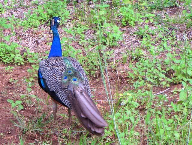 peacock short tail 200710
