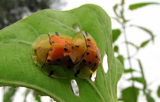 tortoiseshell beetles mating 230710