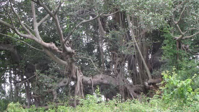 banyan tree 230710