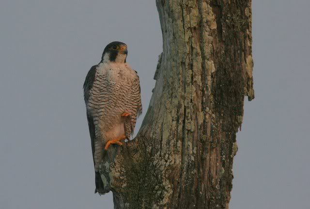 shaheen falcon 191010