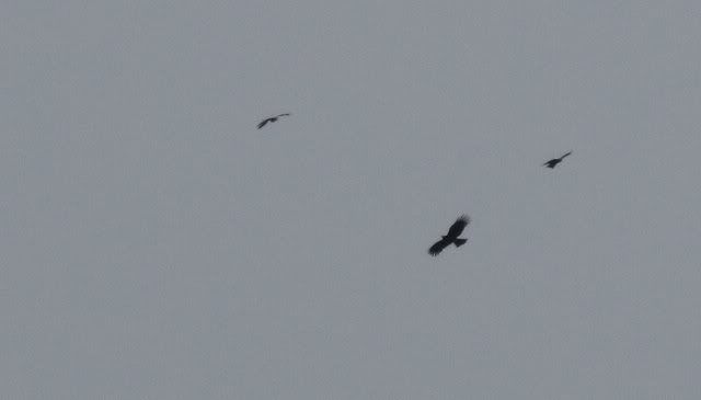 bg black eagle mobbed by kites 230710