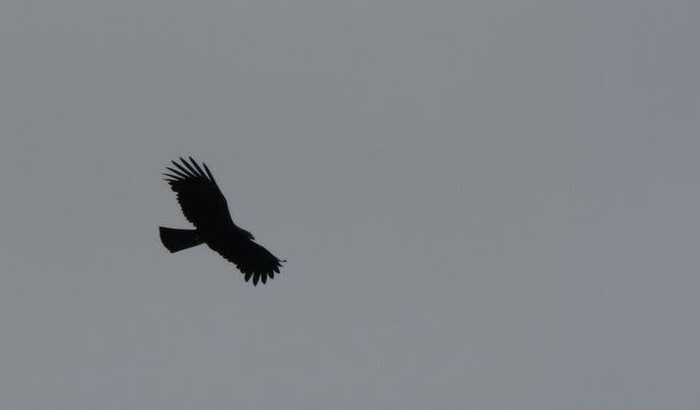 black eagle 230710