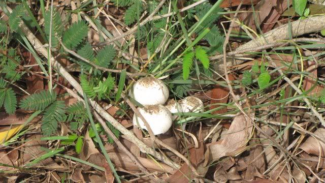 mushrooms 240710