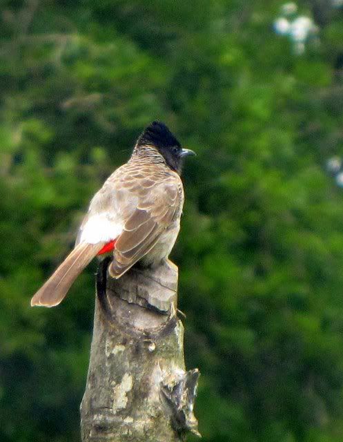 red-vented bulbul 240710