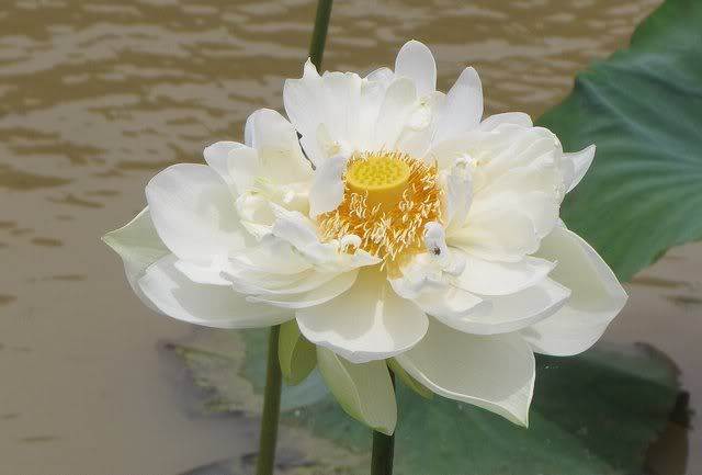 lotus full bloom 240710