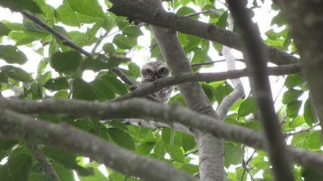 ragihalli spotted owlet 1