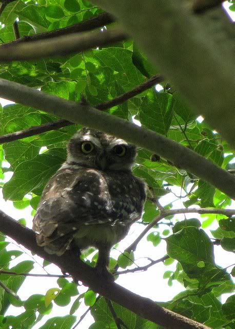 spotted owlet 2 240710 ragihalli pond