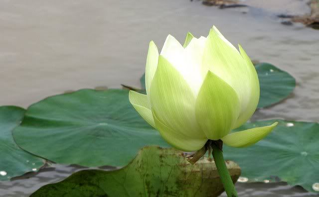 lotus bud ragihalli pond 240710
