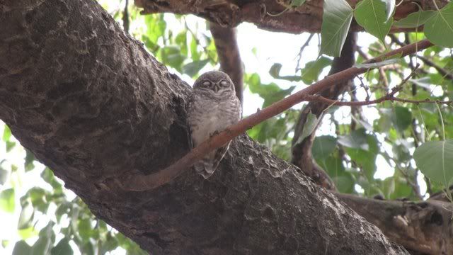 spotted owlet 010810