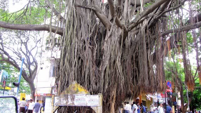 banyan tree jayanagar 070810