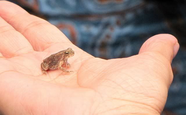 small toad 080810