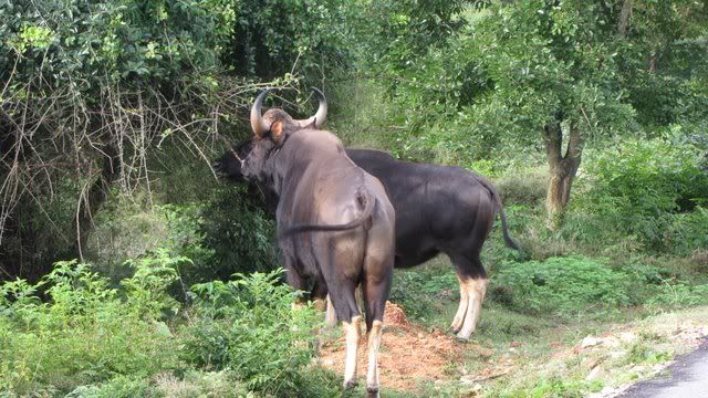 gaur feeding 080810