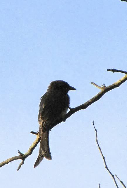 white-bellied drongo 080810