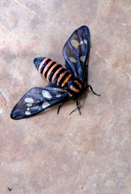 day-flying handmaiden moth