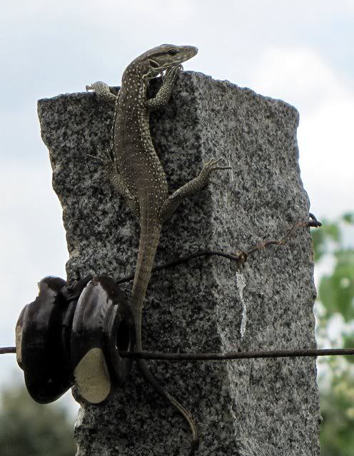 monitor lizard on granite post