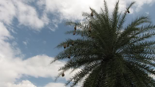 baya weavers' nest on date palm 070810