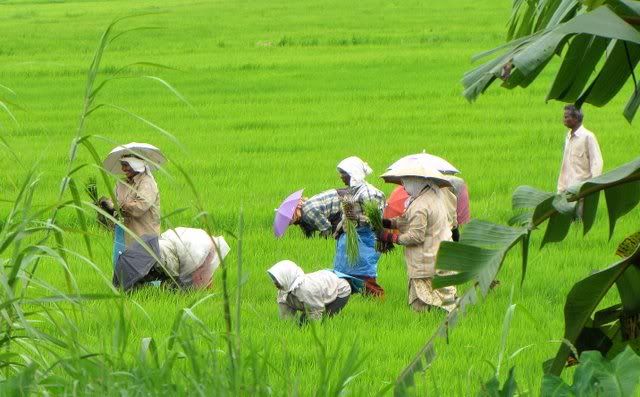 paddy field workers 120810