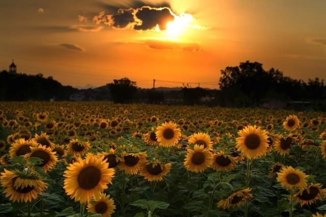 sunflowers in sunset photo: Multiple Sunflowers at Sunset FieldofSunflowersatSunset.jpg