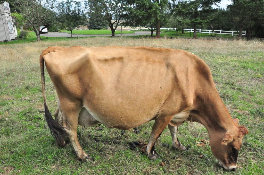 N 0 Practice Scoring Cow Condition