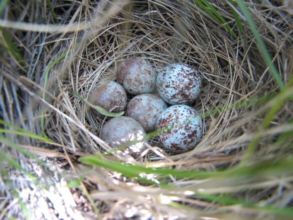 sparrows eggs