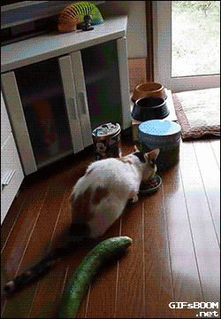 this may not go with the above material, but who cares? it's a cat scared by a cuke!