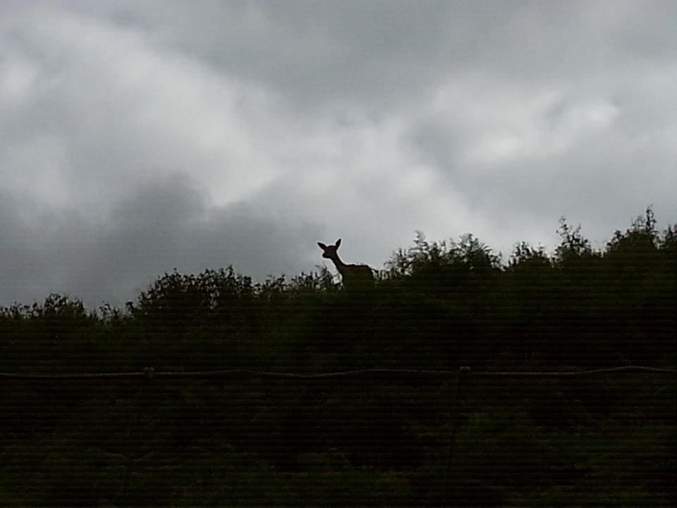 calke5_zps4628fed9.jpg