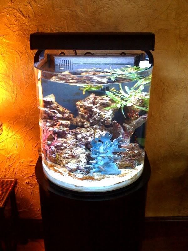 24 Gallon Saltwater Seahorse Tank Photo by SunsetAquatics Photobucket