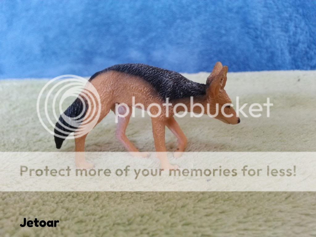 Black Backed Jackal (Collecta - Wild Life).