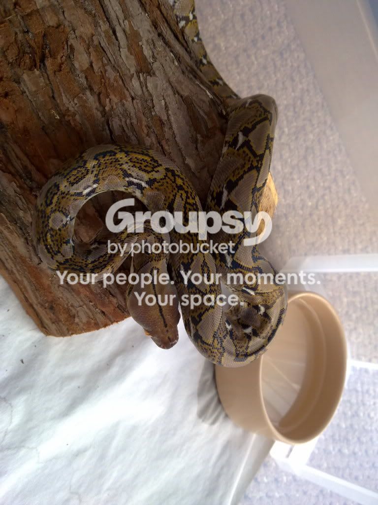 New Retics | Reptile Forums