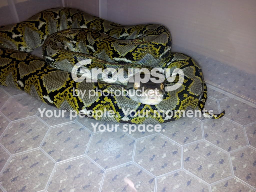 Sumatran Retic updated pics | Reptile Forums