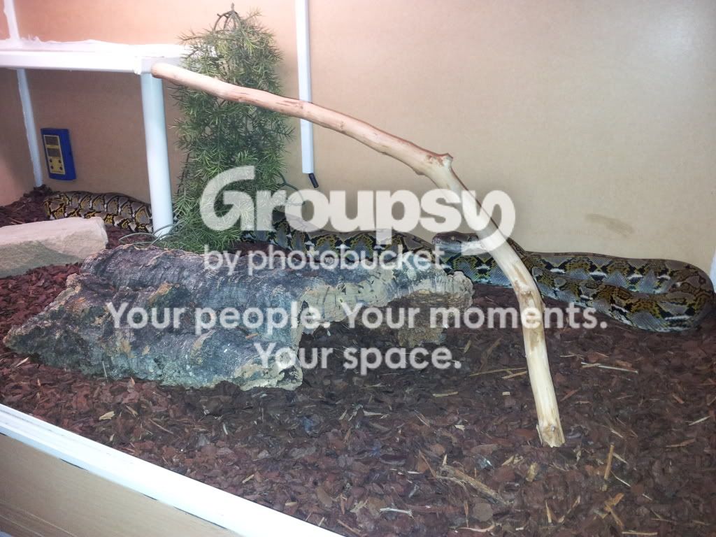 Sumatran Retic updated pics | Reptile Forums